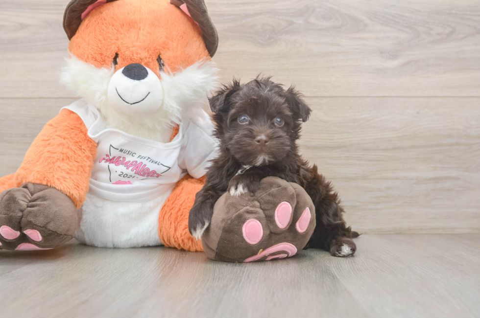 5 week old Havapoo Puppy For Sale - Simply Southern Pups