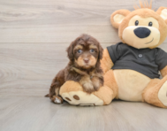 7 week old Havapoo Puppy For Sale - Simply Southern Pups