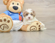 5 week old Havapoo Puppy For Sale - Simply Southern Pups