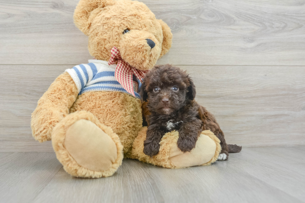 Funny Havapoo Poodle Mix Pup