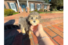 Cute Havadoodle Poodle Mix Puppy