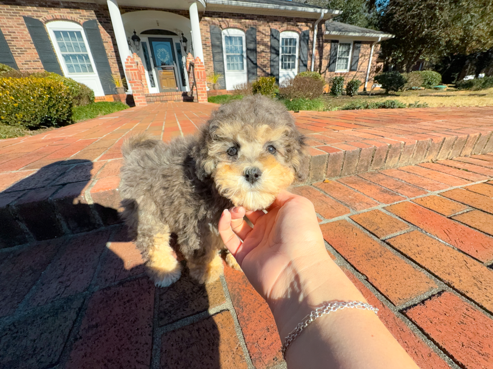 Cute Havadoodle Poodle Mix Puppy