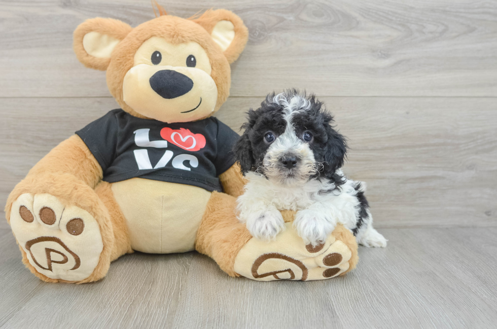 6 week old Havapoo Puppy For Sale - Simply Southern Pups