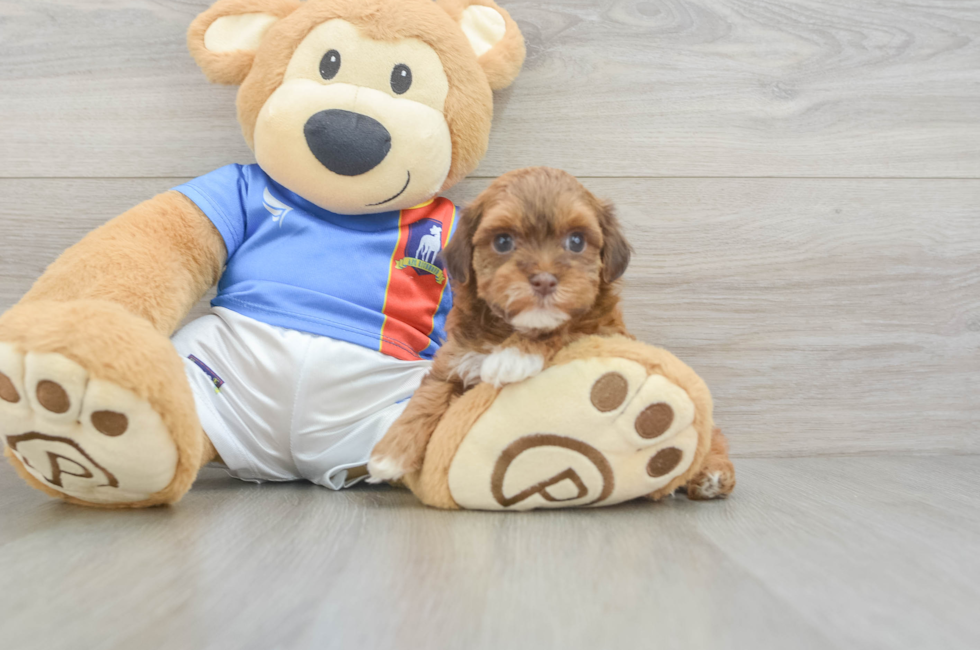 5 week old Havapoo Puppy For Sale - Simply Southern Pups