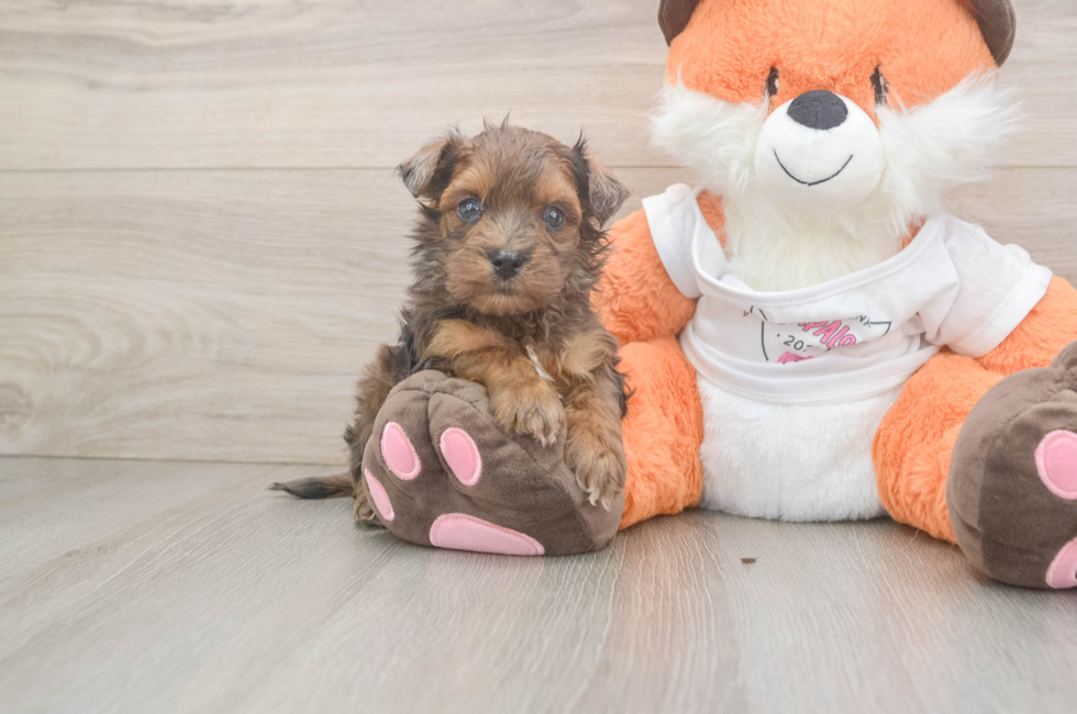 5 week old Havapoo Puppy For Sale - Simply Southern Pups