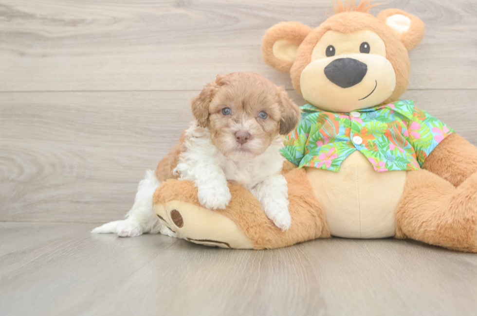 5 week old Havapoo Puppy For Sale - Simply Southern Pups