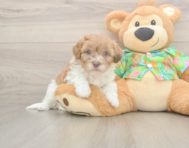 7 week old Havapoo Puppy For Sale - Simply Southern Pups 7 week old Havapoo Puppy For Sale - Simply Southern Pups