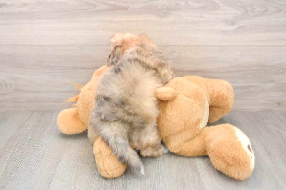 Havapoo Puppy for Adoption