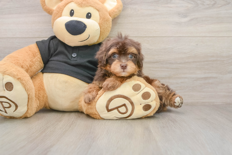 Fluffy Havapoo Poodle Mix Pup