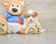5 week old Havapoo Puppy For Sale - Simply Southern Pups