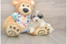 Best Havapoo Baby