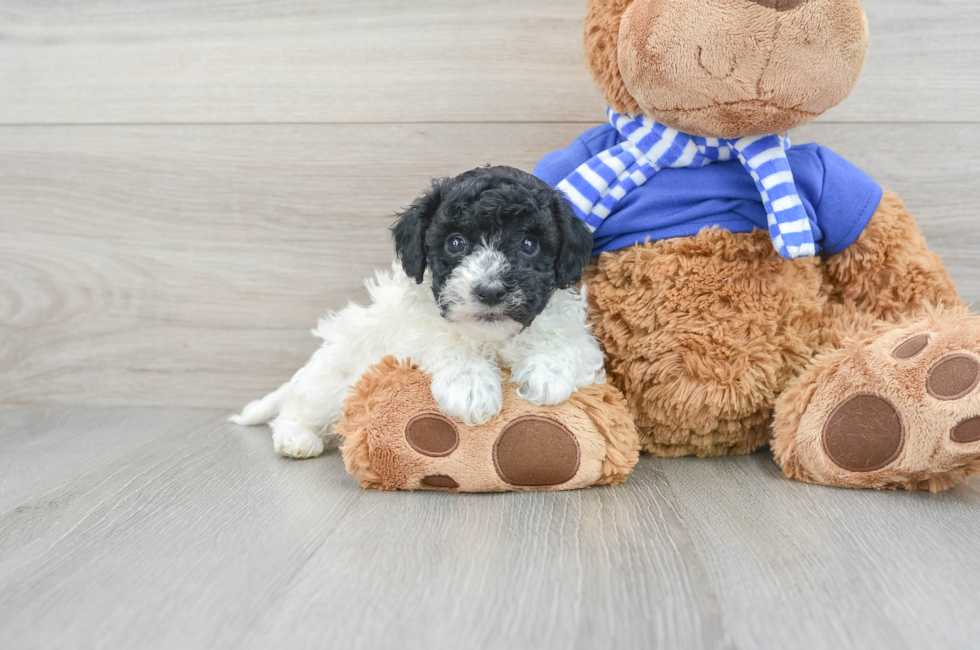 7 week old Havapoo Puppy For Sale - Simply Southern Pups
