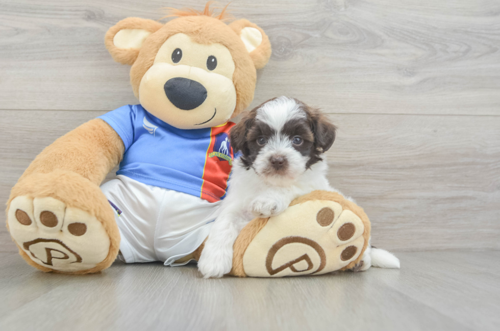 5 week old Havapoo Puppy For Sale - Simply Southern Pups