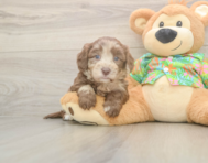 6 week old Havapoo Puppy For Sale - Simply Southern Pups