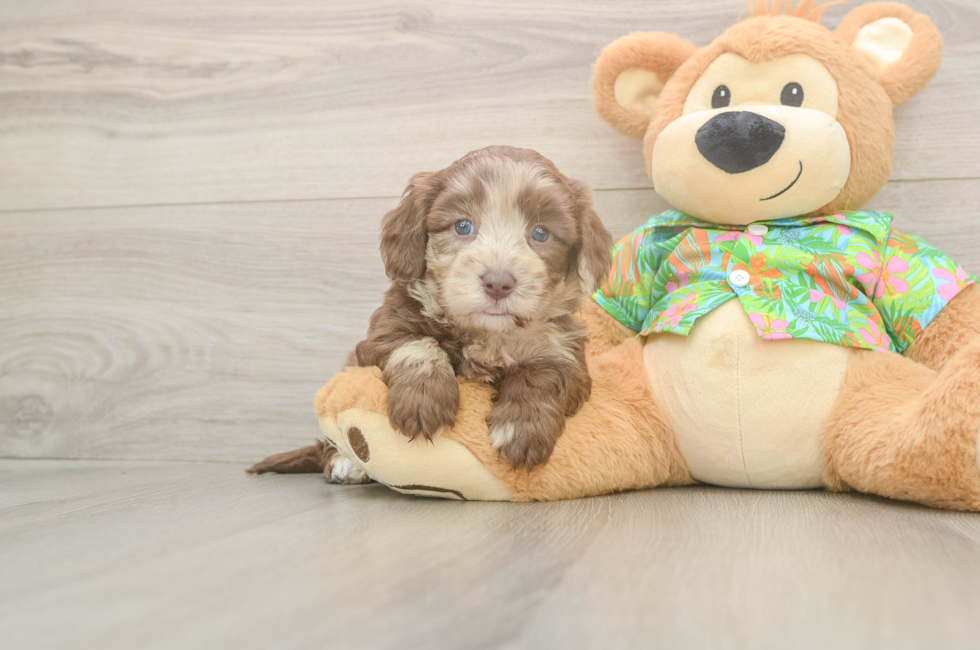 5 week old Havapoo Puppy For Sale - Simply Southern Pups