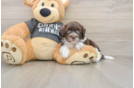 Little Havadoodle Poodle Mix Puppy