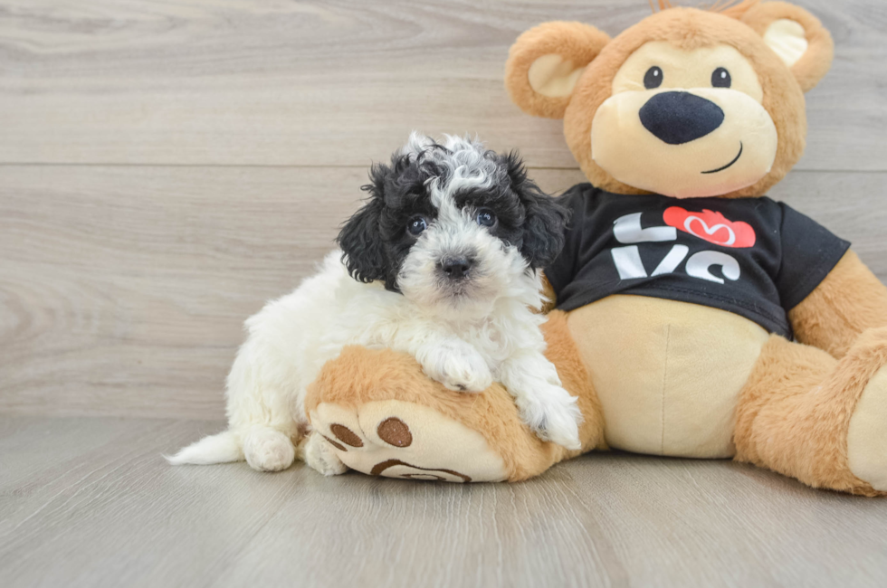 6 week old Havapoo Puppy For Sale - Simply Southern Pups