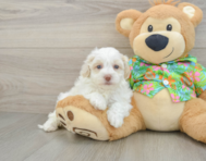 7 week old Havapoo Puppy For Sale - Simply Southern Pups
