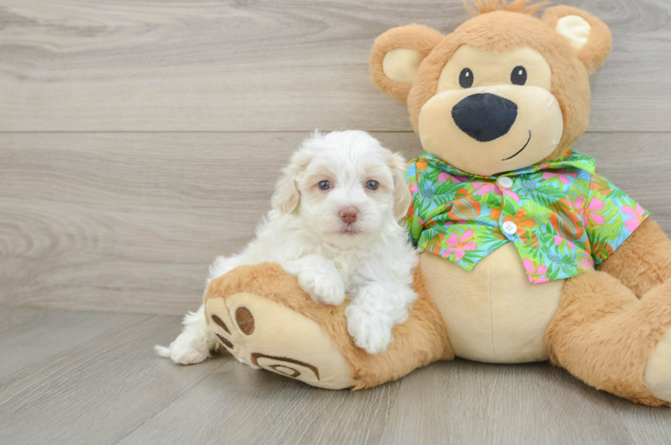 6 week old Havapoo Puppy For Sale - Simply Southern Pups