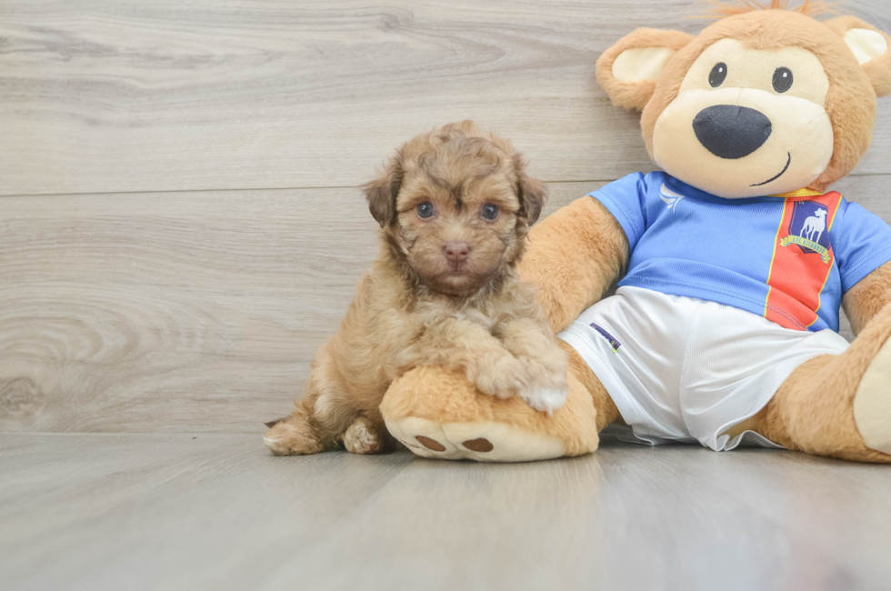 5 week old Havapoo Puppy For Sale - Simply Southern Pups