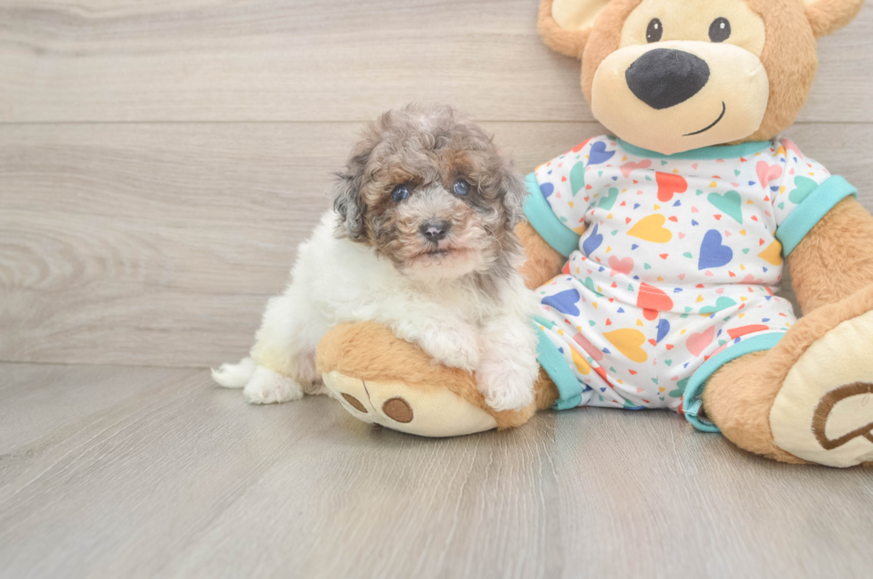 5 week old Havapoo Puppy For Sale - Simply Southern Pups