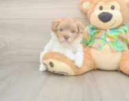 7 week old Havapoo Puppy For Sale - Simply Southern Pups