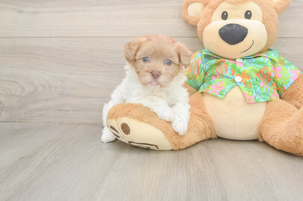 5 week old Havapoo Puppy For Sale - Simply Southern Pups
