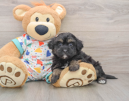 7 week old Havapoo Puppy For Sale - Simply Southern Pups