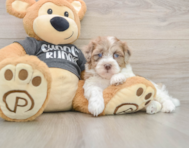 9 week old Havapoo Puppy For Sale - Simply Southern Pups