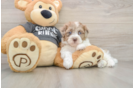 Little Havadoodle Poodle Mix Puppy
