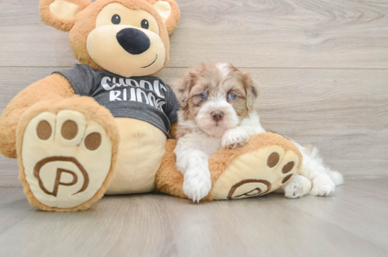 Little Havadoodle Poodle Mix Puppy