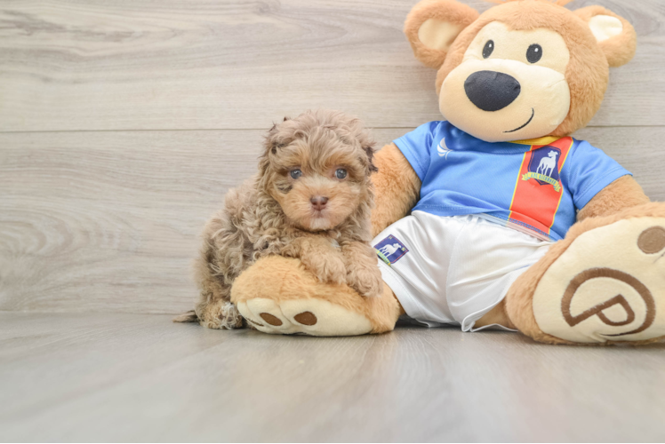 Havapoo Puppy for Adoption