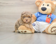 5 week old Havapoo Puppy For Sale - Simply Southern Pups
