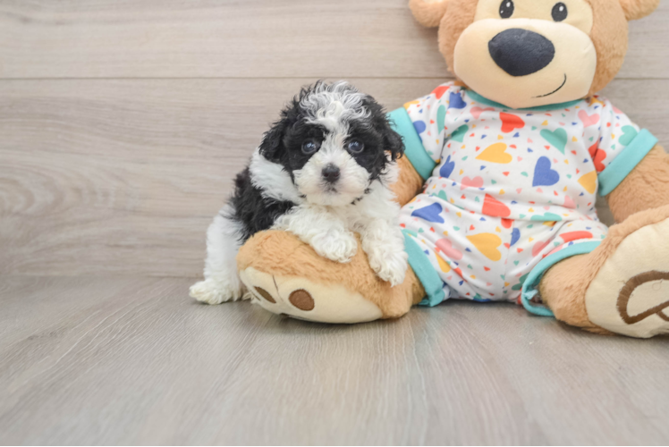 Havapoo Pup Being Cute