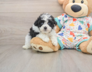 7 week old Havapoo Puppy For Sale - Simply Southern Pups