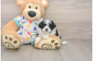 Small Havapoo Baby