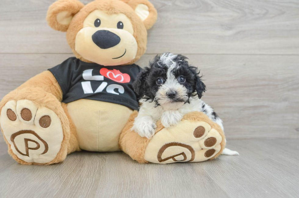 6 week old Havapoo Puppy For Sale - Simply Southern Pups
