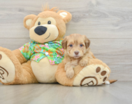 7 week old Havapoo Puppy For Sale - Simply Southern Pups