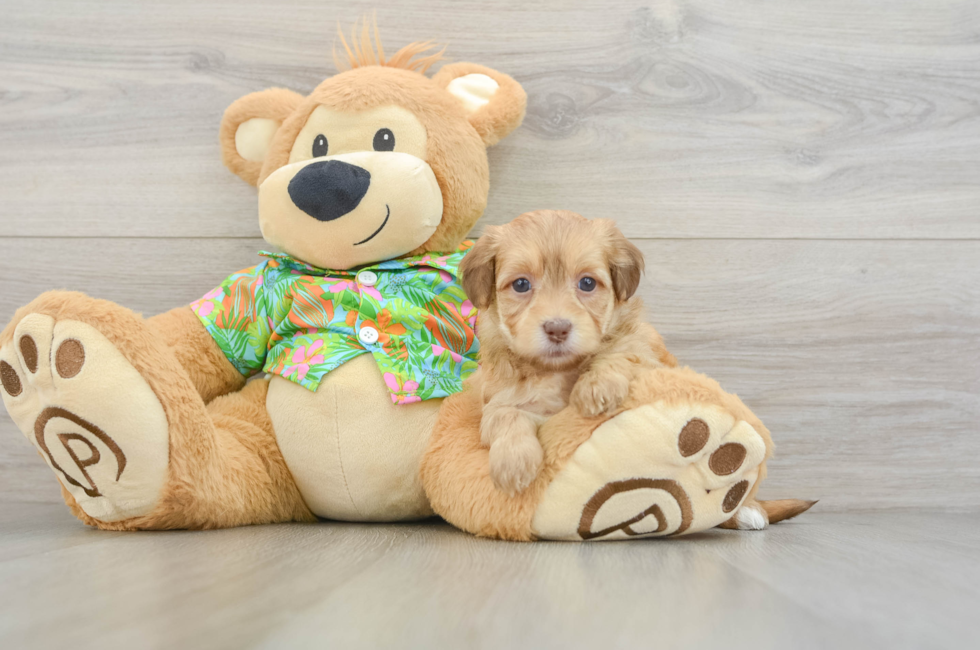 6 week old Havapoo Puppy For Sale - Simply Southern Pups
