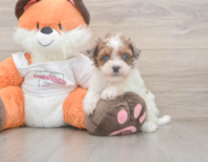7 week old Havapoo Puppy For Sale - Simply Southern Pups