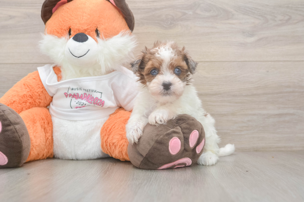 5 week old Havapoo Puppy For Sale - Simply Southern Pups