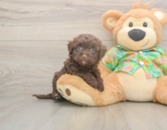 8 week old Havapoo Puppy For Sale - Simply Southern Pups