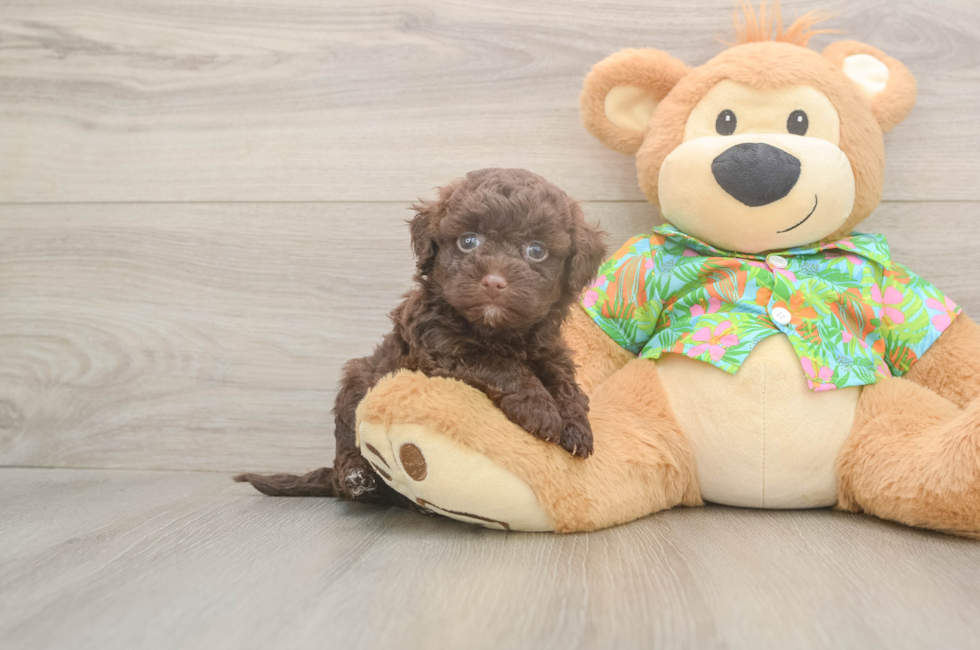 5 week old Havapoo Puppy For Sale - Simply Southern Pups