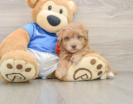 5 week old Havapoo Puppy For Sale - Simply Southern Pups