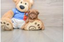 Havapoo Puppy for Adoption