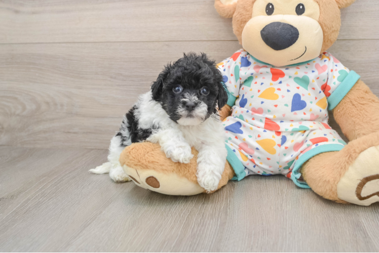 Havapoo Puppy for Adoption