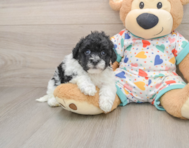 7 week old Havapoo Puppy For Sale - Simply Southern Pups