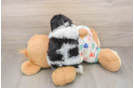 Petite Havapoo Poodle Mix Pup