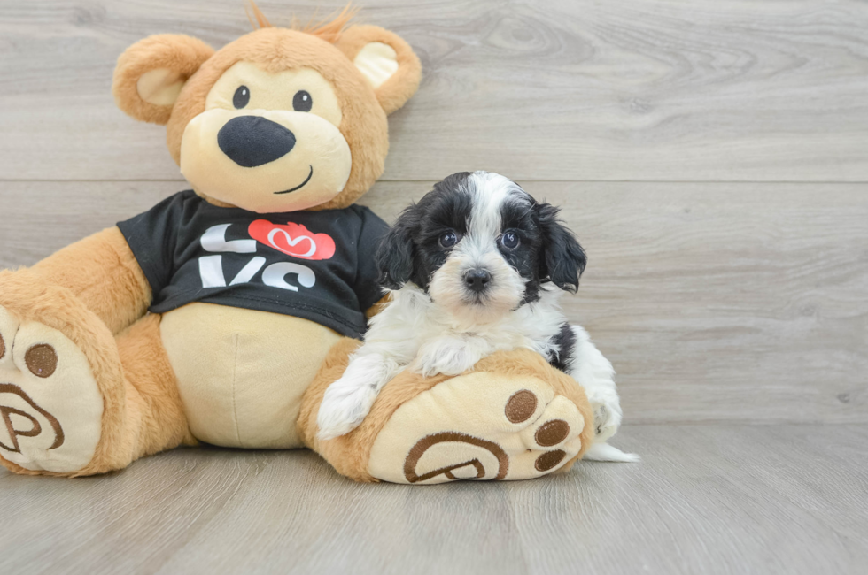6 week old Havapoo Puppy For Sale - Simply Southern Pups