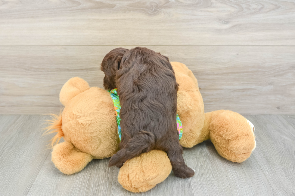 Hypoallergenic Havadoodle Poodle Mix Puppy